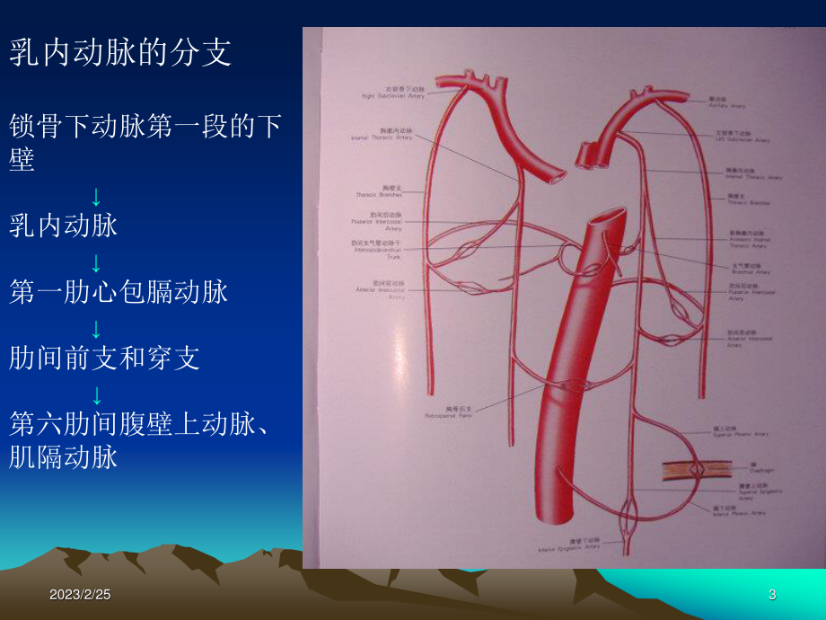 如何获取乳内动脉.ppt_第3页