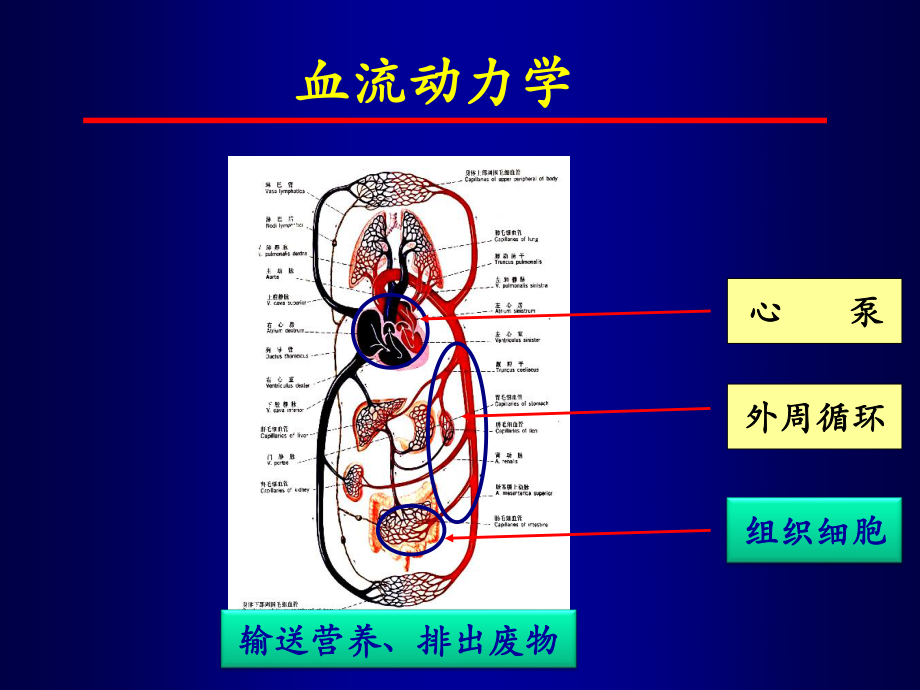 血流动力学与氧代谢监测-陆国平.ppt_第2页