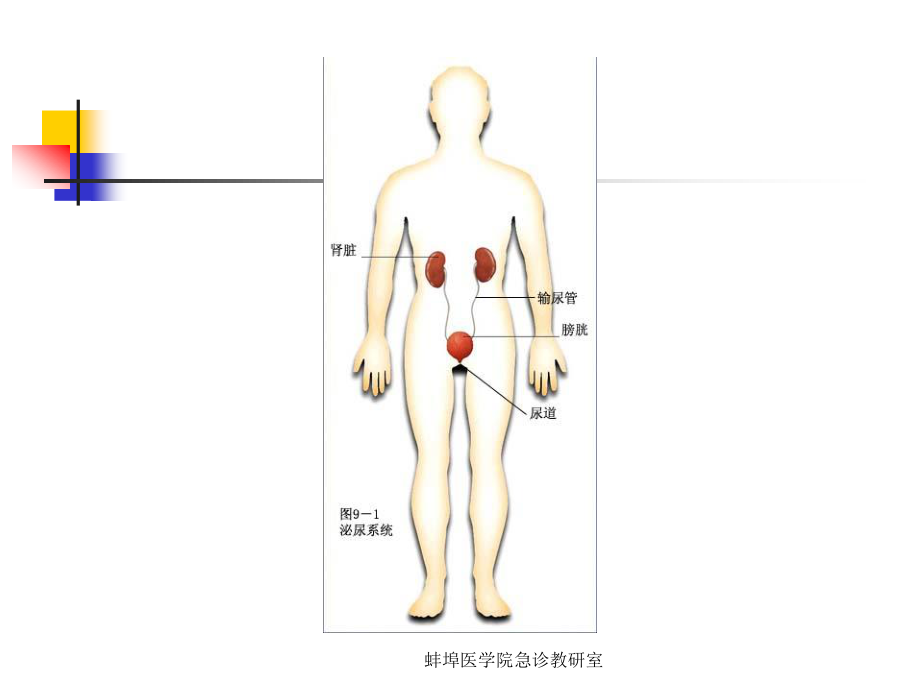 泌尿与男性生殖系lgy.ppt_第2页