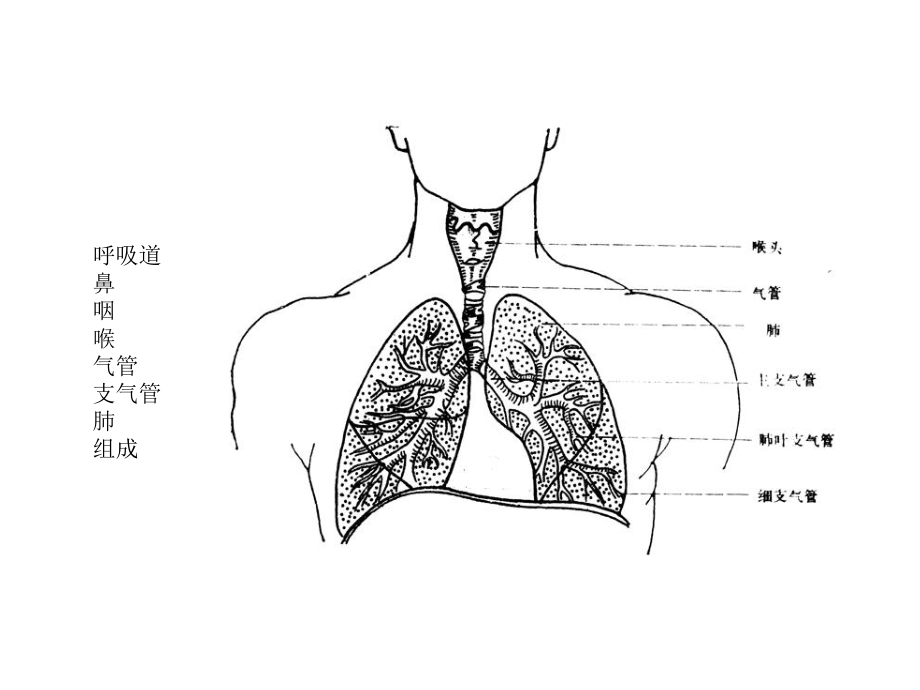 呼吸道脱落细胞学检查(2010年版本).ppt_第2页