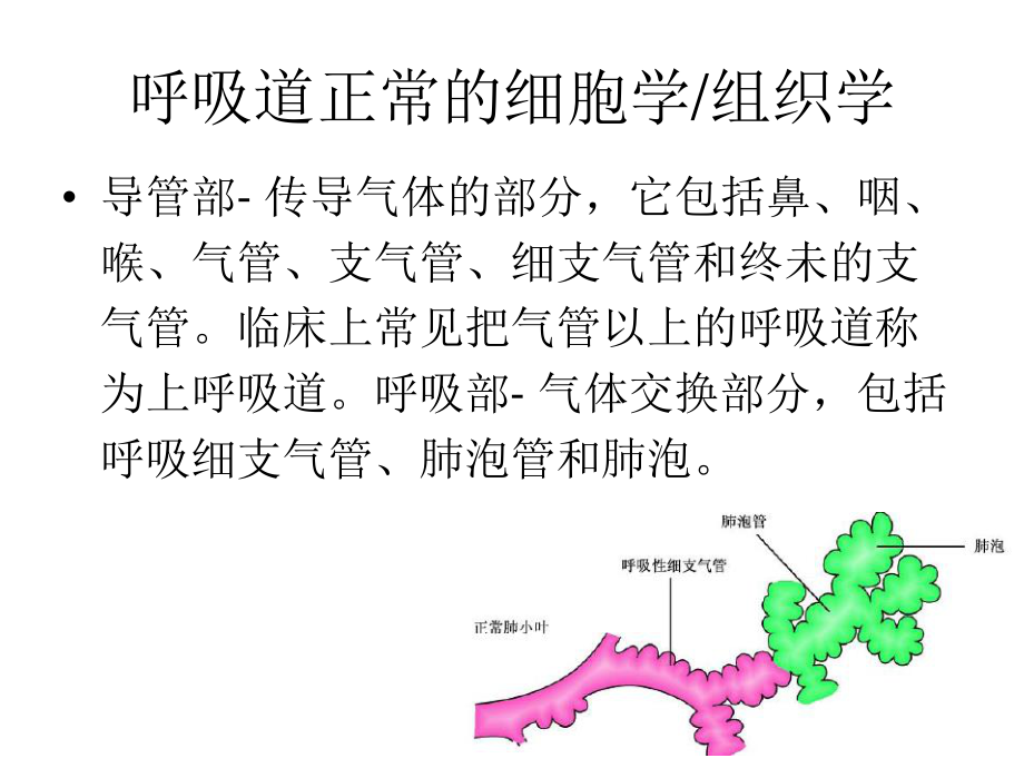 呼吸道脱落细胞学检查(2010年版本).ppt_第3页