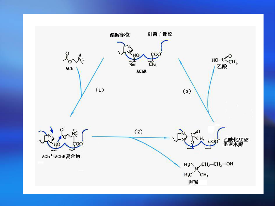 抗胆碱脂酶药和胆碱酯酶复活药.ppt_第3页