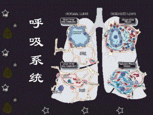 呼吸系统概述与症状.ppt