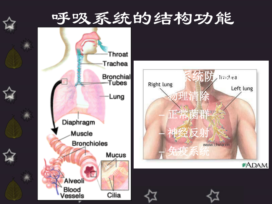 呼吸系统概述与症状.ppt_第3页