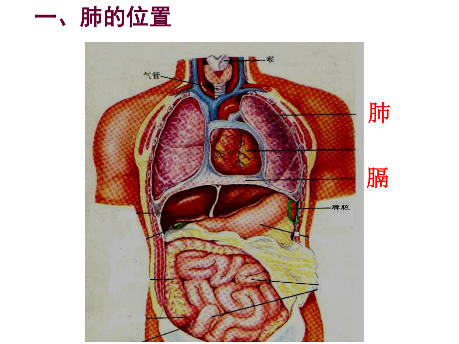 发生在肺里的气体交换动画.ppt_第2页