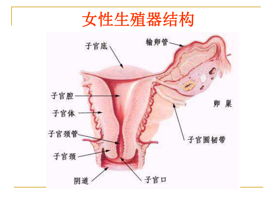 宫颈炎、副本炎、盆腔炎.ppt_第2页