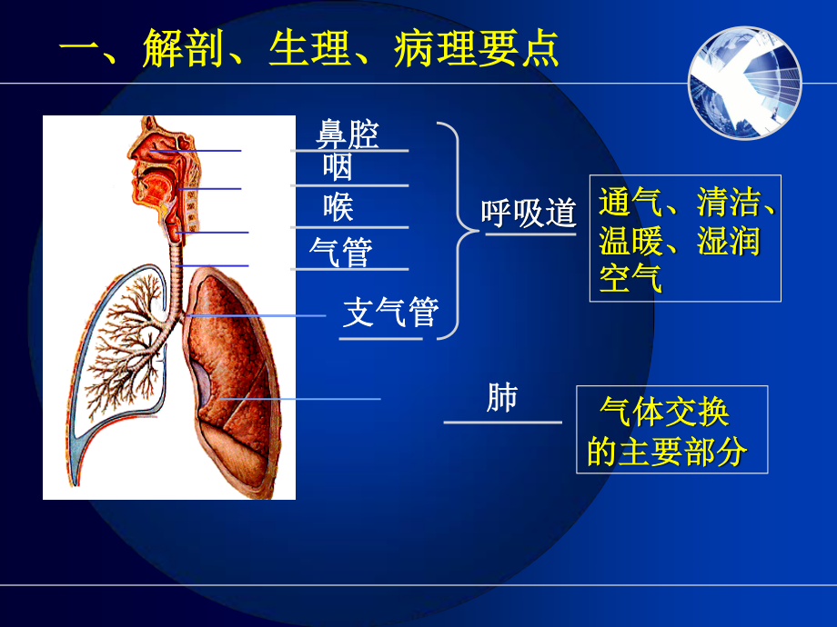 呼吸系统相关知识要点.ppt_第2页