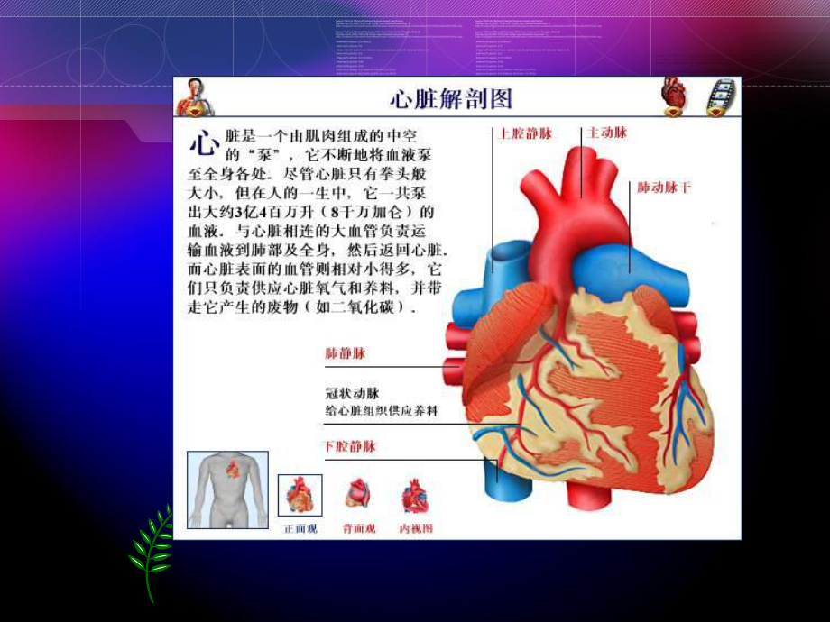 瓣膜替换术的术中配合.ppt_第2页