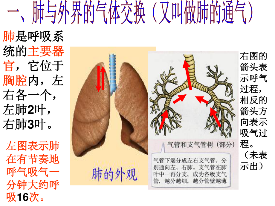 发生在肺内的气体交换(有胸腔和胸廓的区别).ppt_第3页