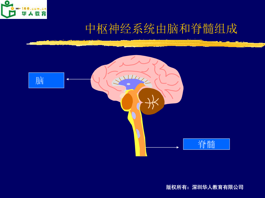 大脑结构功能.ppt_第1页