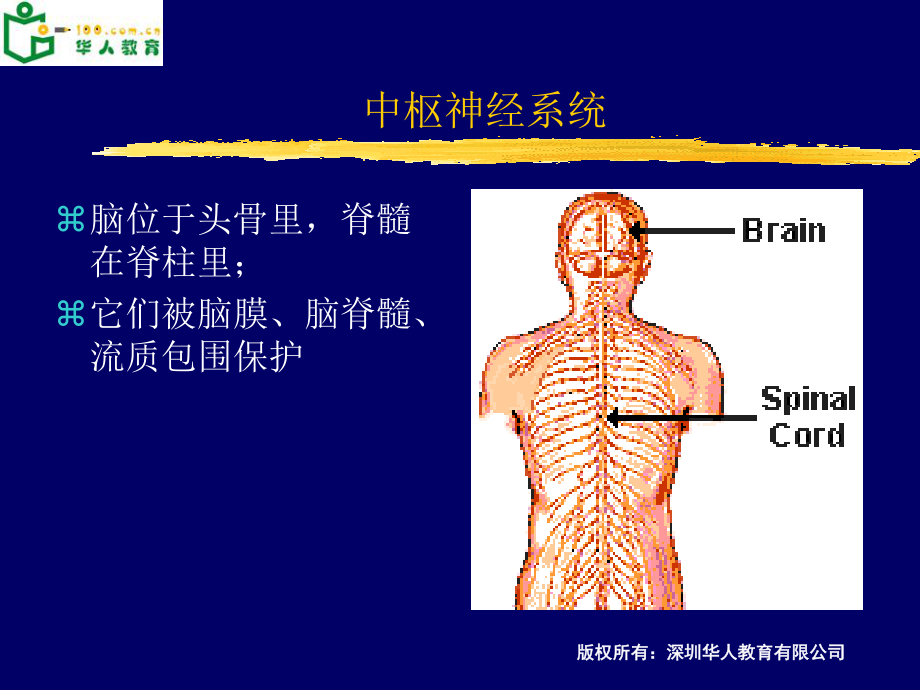 大脑结构功能.ppt_第2页