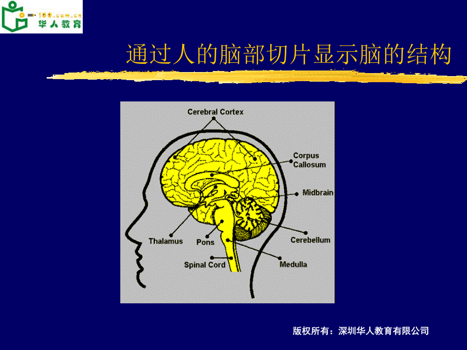 大脑结构功能.ppt_第3页