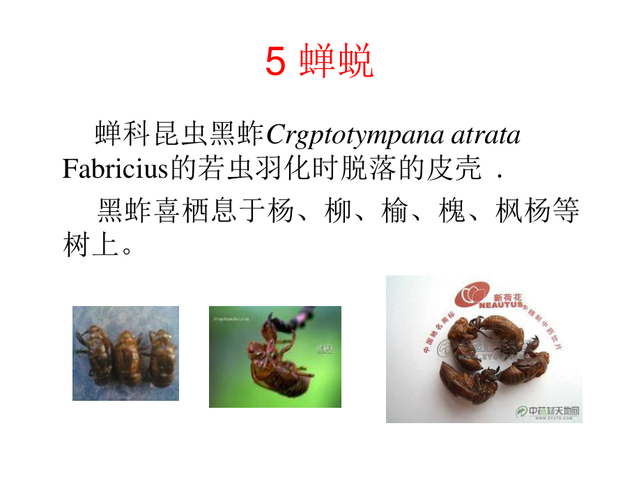 药用动物学2.ppt_第2页