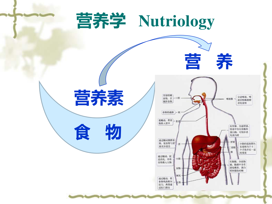 妇幼营养学朱文丽1营养学基础.pptx_第1页