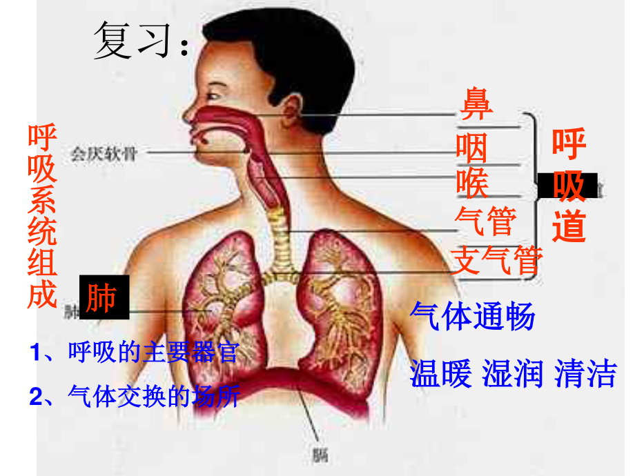 发生在肺内的气体交换(修改).ppt_第1页