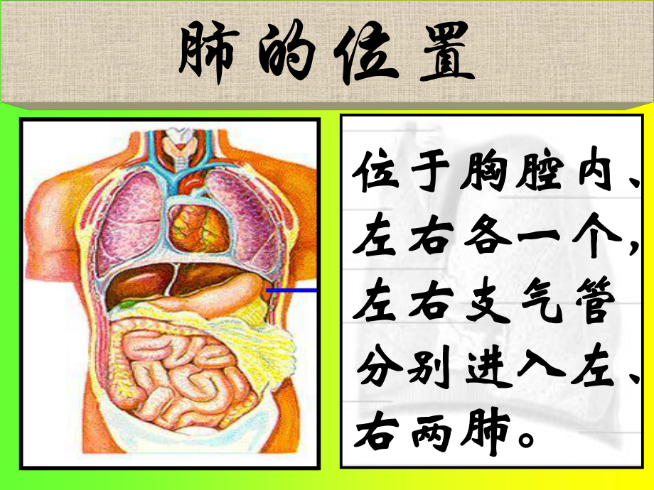 发生在肺内的气体交换.ppt..ppt_第3页