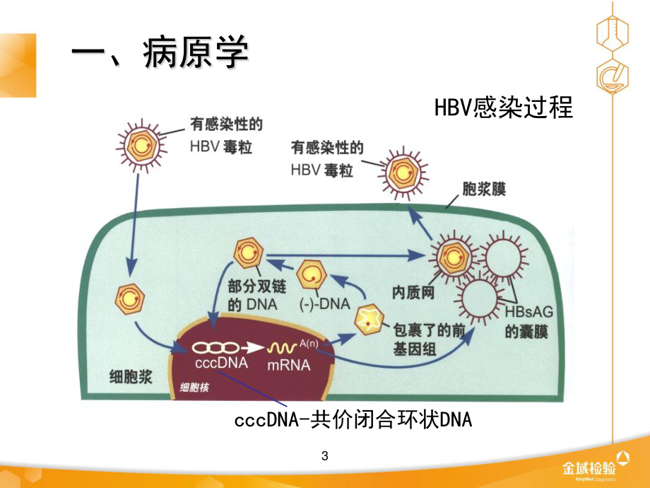 慢性乙肝防治指南解读---2013.pptx_第3页