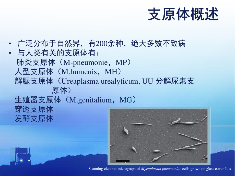 支原体感染时炎症介质及干预后的变化.ppt_第2页