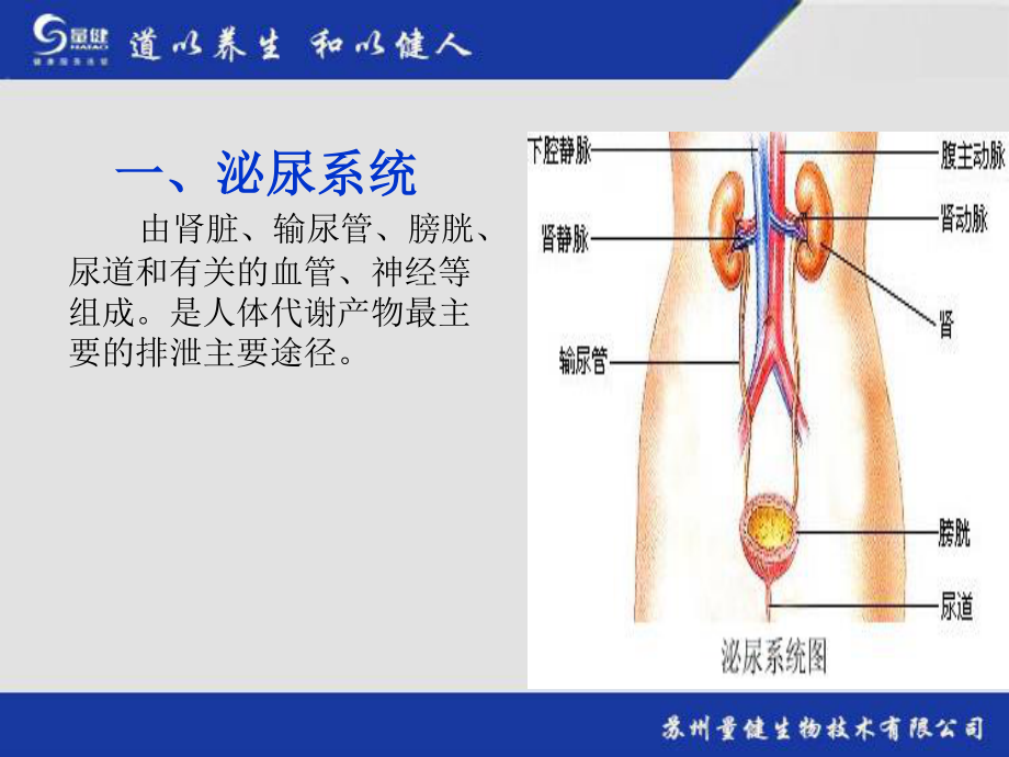 泌尿系统简述.ppt_第3页