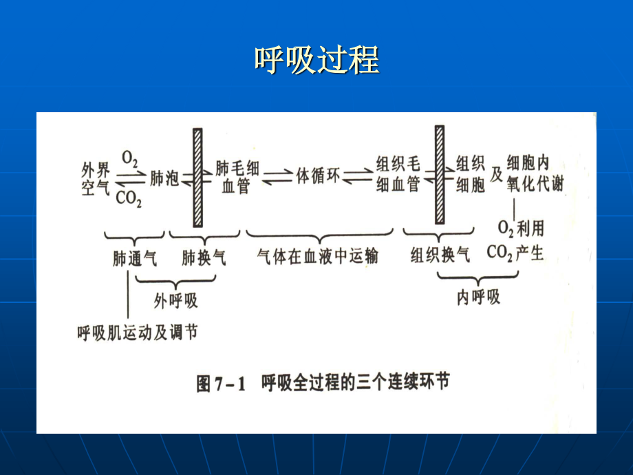 呼吸过程(精).ppt_第2页