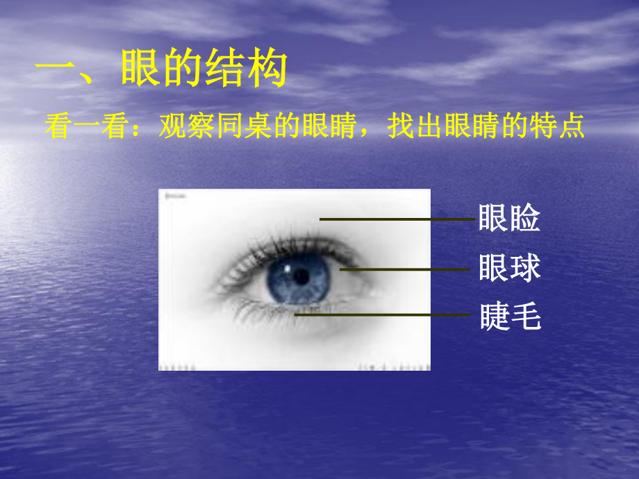 眼与视觉.ppt_第2页