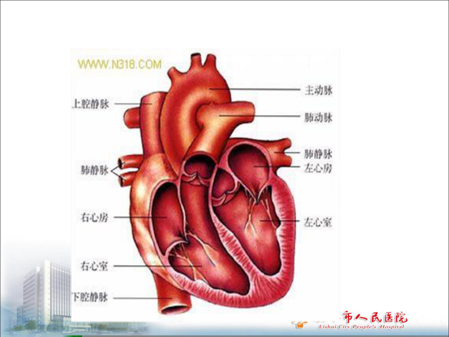 术中急性左心衰处理剖析.ppt_第2页