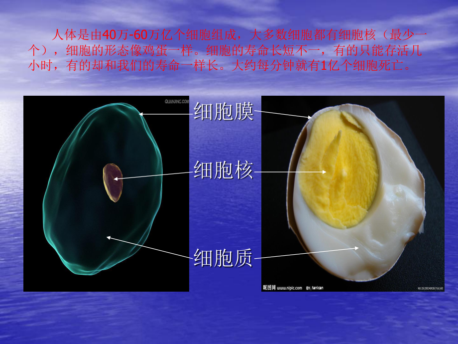 奇妙的人体资料.ppt_第3页