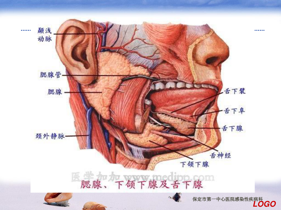 流行性腮腺炎PPt.pptx_第3页