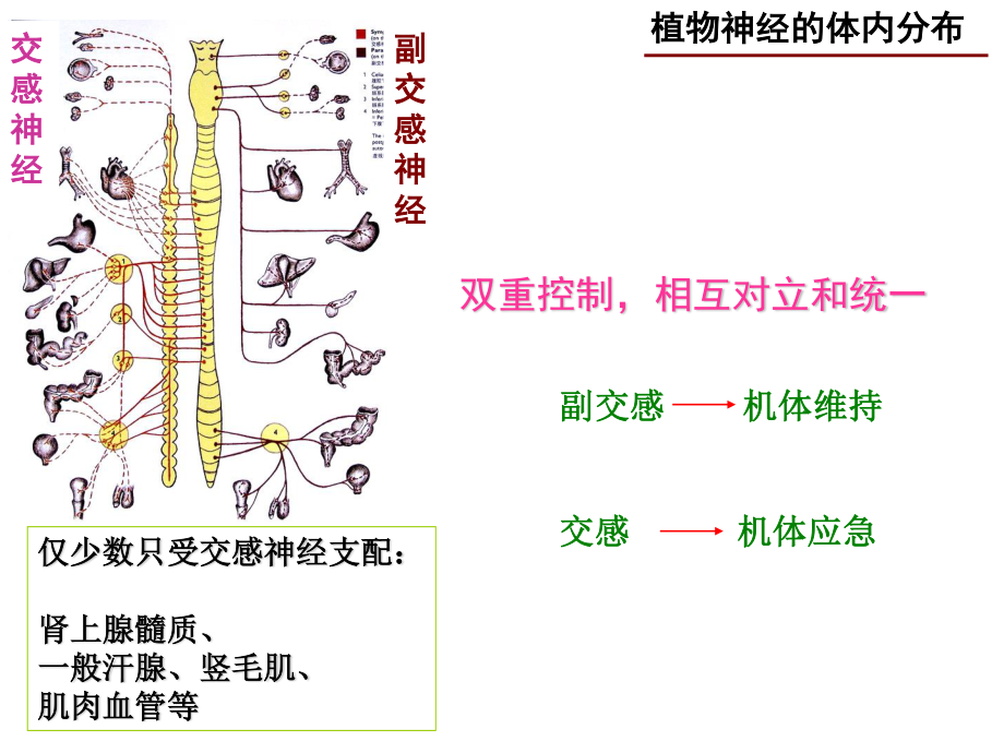 神经系统药理-3(传出).ppt_第1页