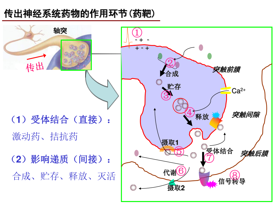 神经系统药理-3(传出).ppt_第2页