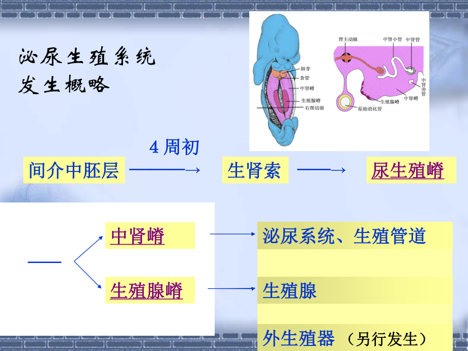 泌尿生殖系发生--组织学与胚胎学.ppt_第3页