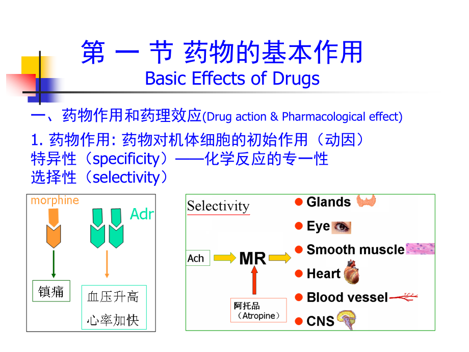 在拮抗药作用下.ppt_第2页