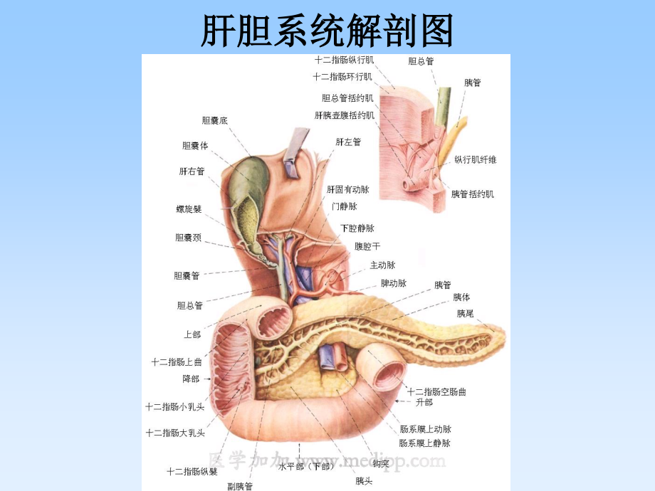 早产儿胆汁淤滞综合症的防治.ppt_第3页