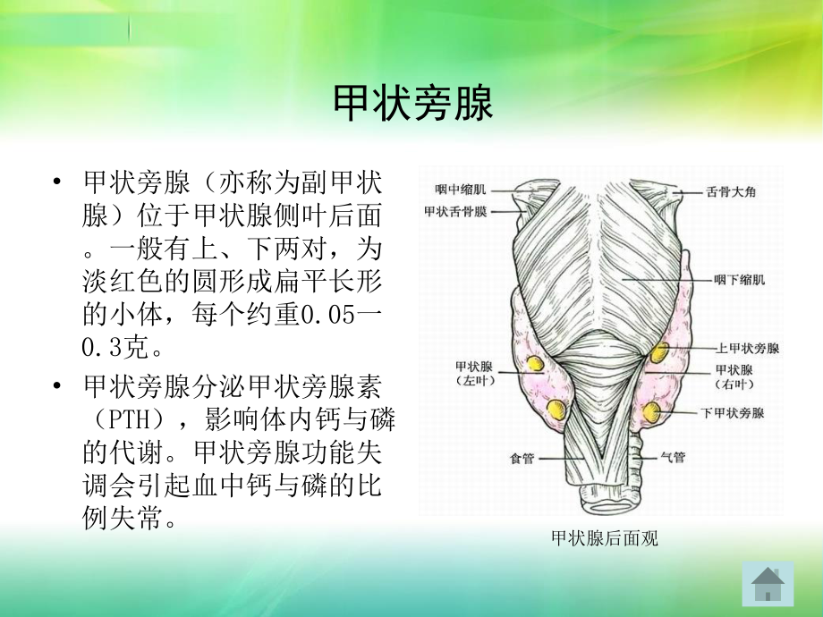 甲状旁腺激素的调节.ppt_第3页