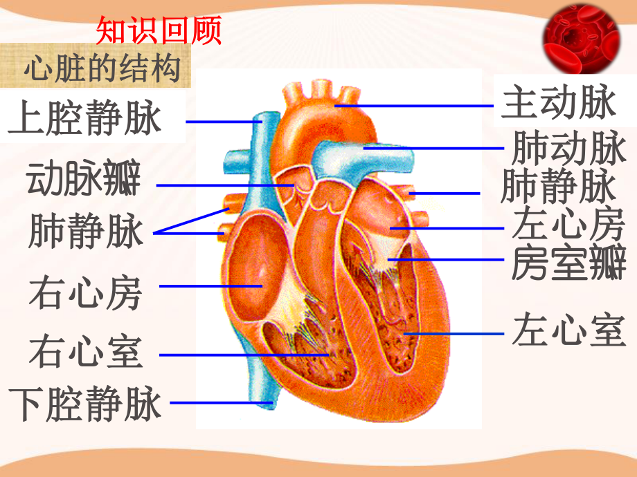 血液循环的途径.ppt_第1页