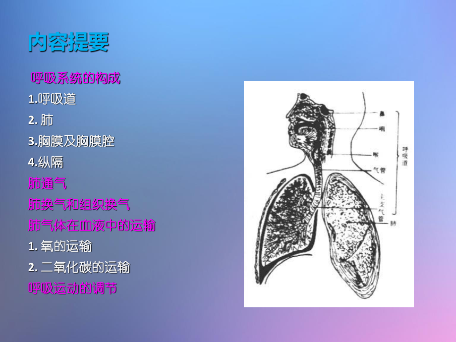 呼吸系统的结构与功能.ppt_第3页