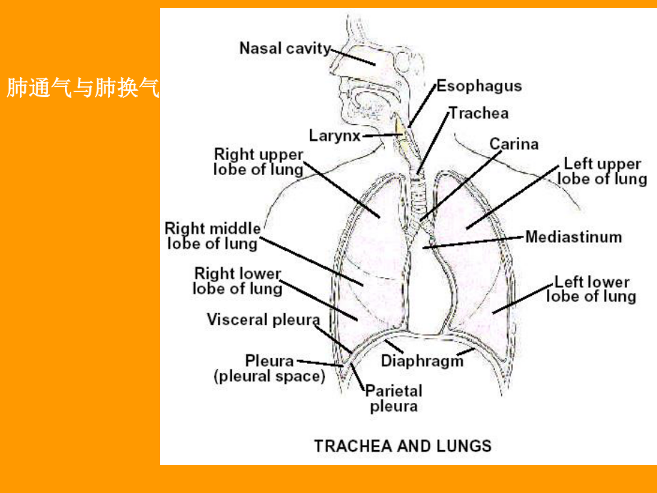 呼吸衰竭2015.ppt_第3页