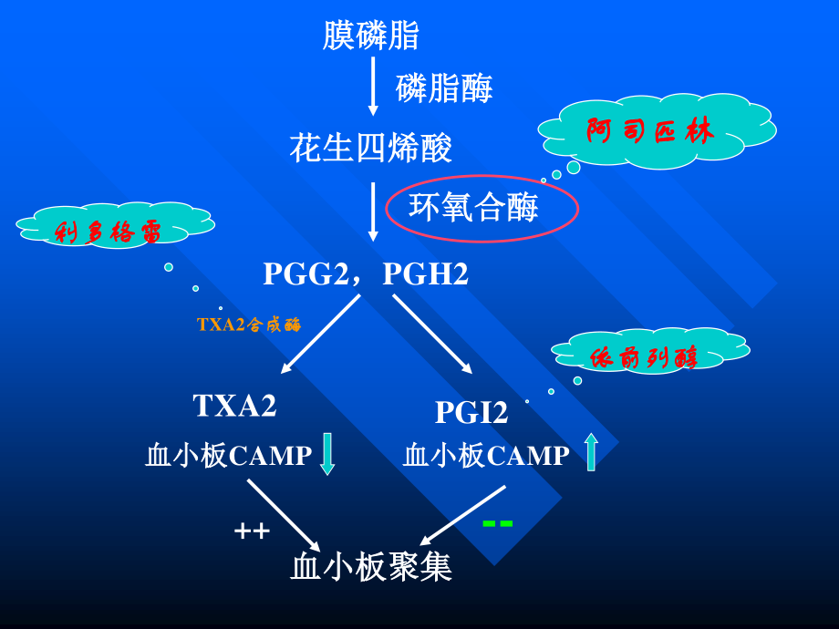 抗-血-小-板-药.ppt_第3页