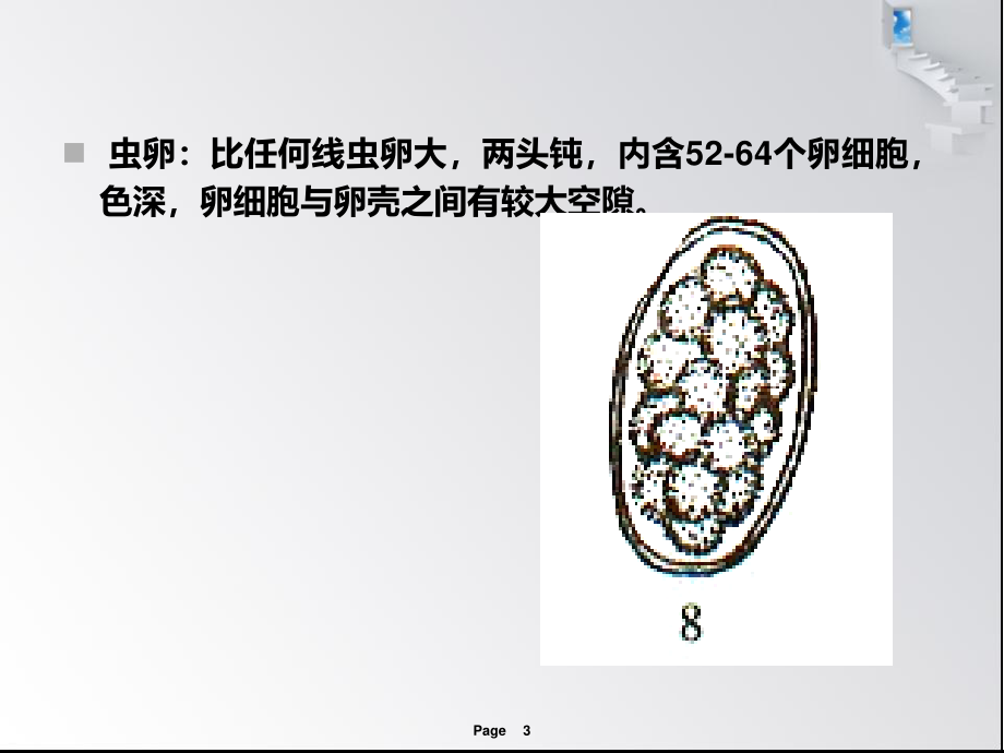 猪冠尾线虫病.ppt_第3页