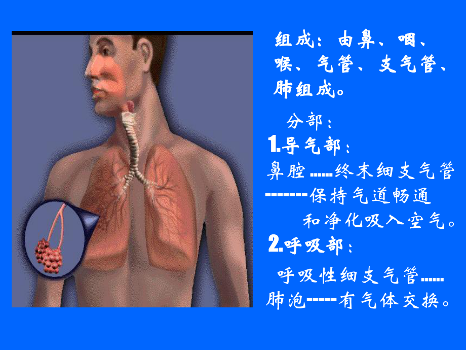 呼吸系统--祖胚-2.ppt_第3页