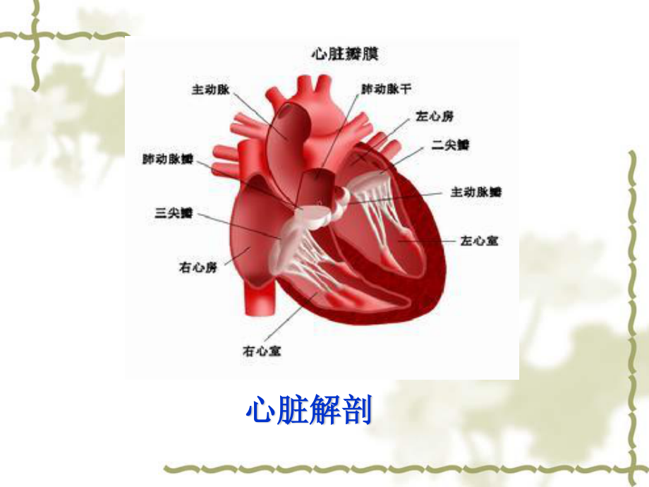 生理PPT血液循环872h.ppt_第3页