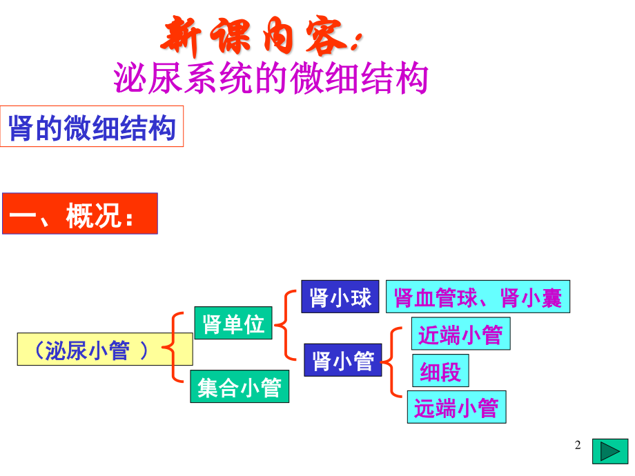 泌尿系统微细结构.ppt_第2页