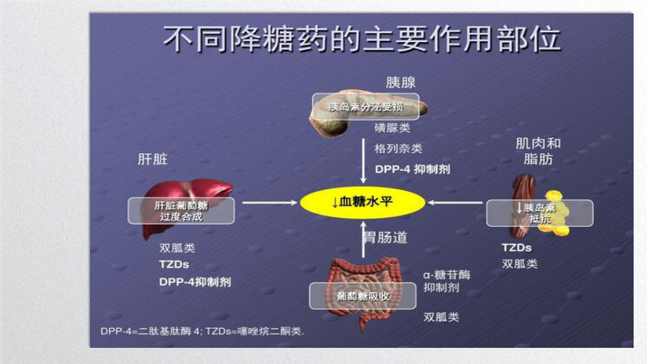 糖尿病口服降糖药PPT.ppt_第3页