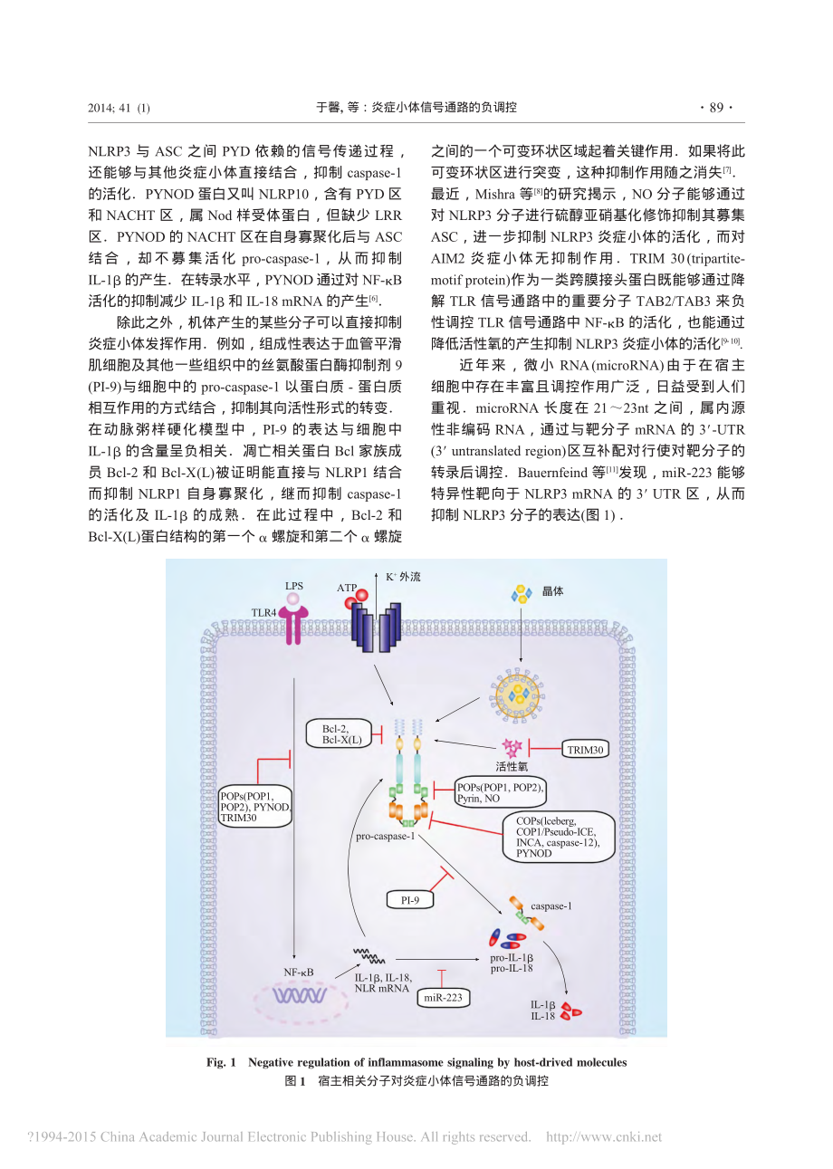 炎症小体信号通路的负调控-于馨.pdf_第3页