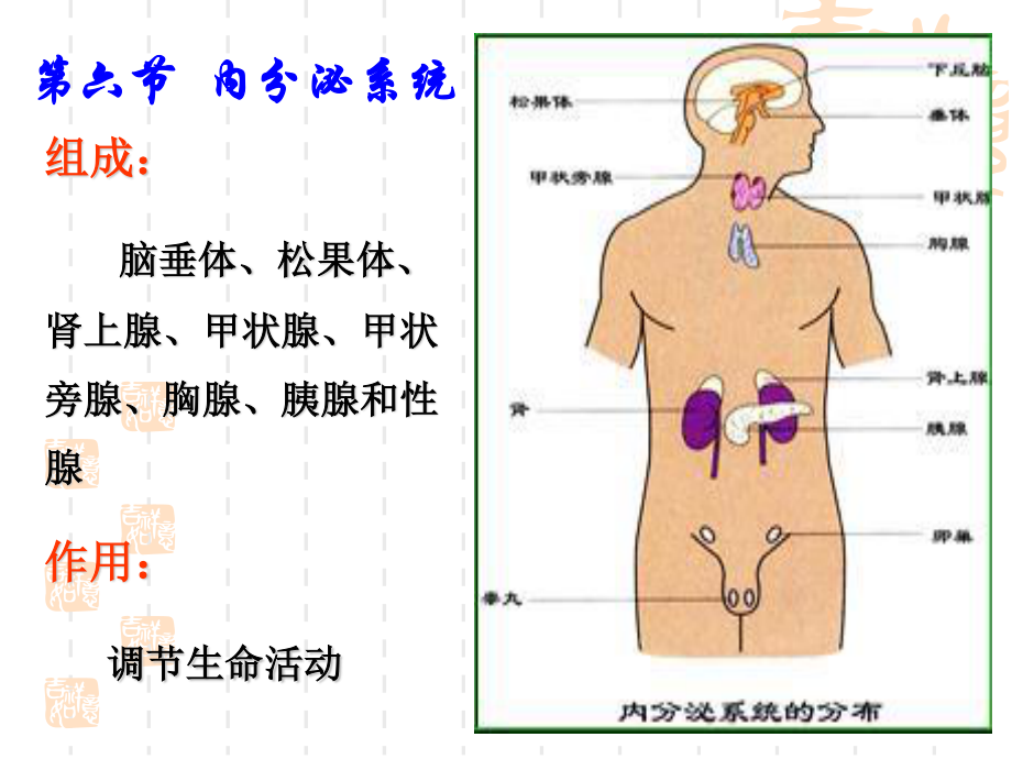 婴幼儿内分泌系统.ppt_第1页