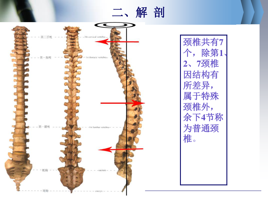 神经根型颈椎病的防治知识讲座-最终版.ppt_第3页