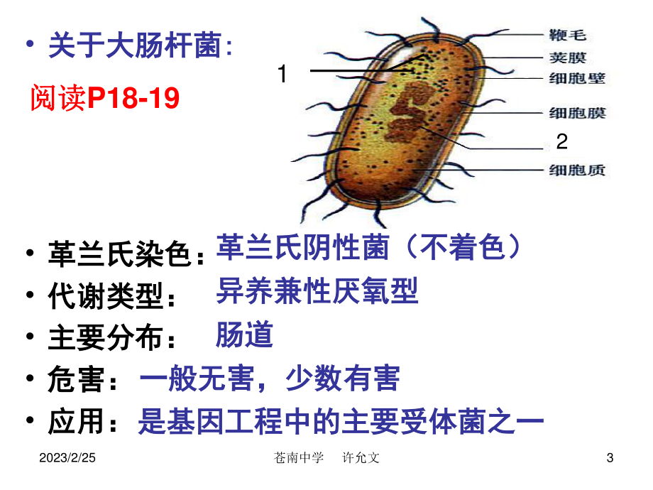 大肠杆菌的培养与分离.ppt_第3页