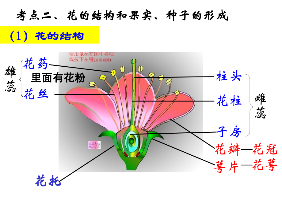 植物、动物和人体的生殖发育剖析.ppt_第2页