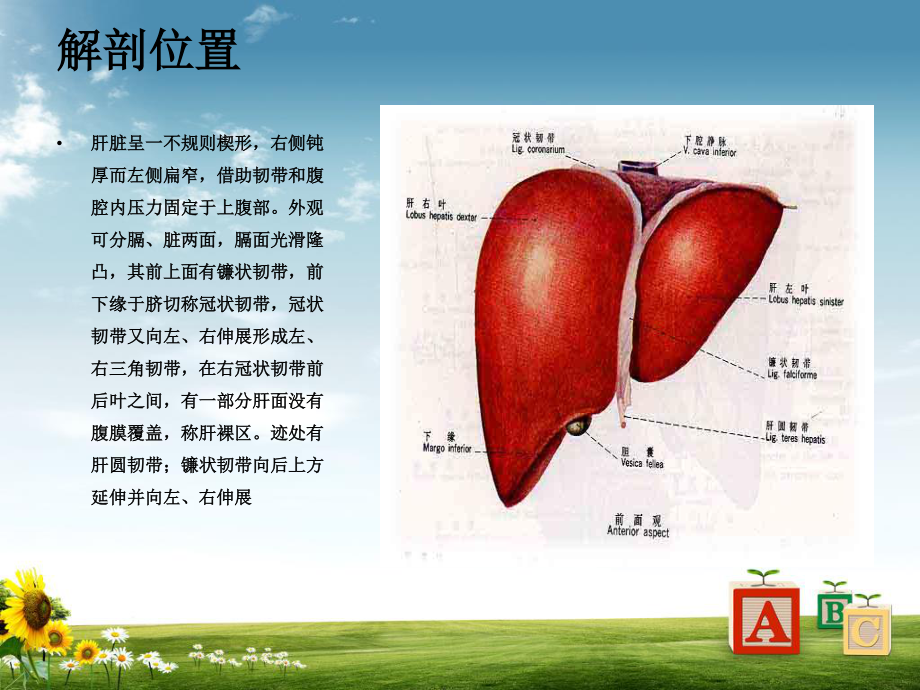 右肝癌根治术.ppt_第2页