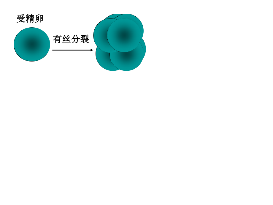 必修一.-4-2.-细胞分化、癌变、衰老和凋亡资料.ppt_第2页